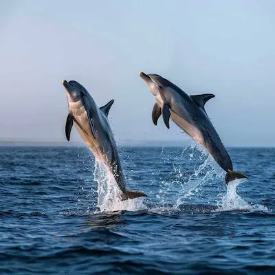 Dolphin